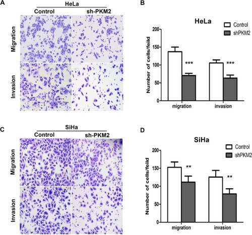 Figure 4 Knockdown of PKM2 inhibited cell invasion and migration of SiHa and HeLa cells in vitro.Notes: (A, C) The migratory potentials and invasion in HeLa and SiHa cells after PKM2 knockdown were evaluated by Transwell assays; representative pictures are shown. (B, D) Numbers of migrating and invading cells were analyzed after knockdown of PKM2. **P<0.01, ***P<0.001.Abbreviation: PKM2, pyruvate kinase isozyme type M2; shPKM2, shRNA against PKM2.