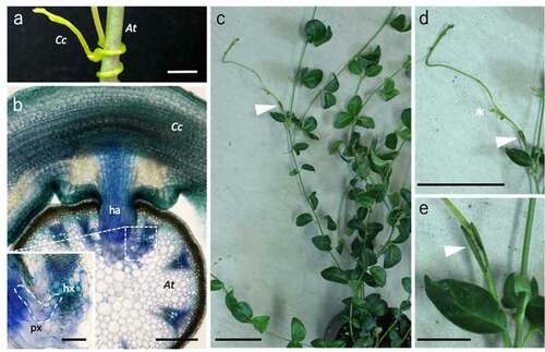 Figure 1. Interfamily grafting with parasitic plants. (a, b) Parasitism of Cuscuta. The C. campestris (Cc) parasitized to the A. thaliana (At) as a host (a). A toluidine blue-stained tissue section of the parasitizing region where the haustorium established tissue connection with the host vascular tissues (b). ha: haustorium, hx: host xylem, px: parasite xylem. (c–e) Grafting of C. campestris. An interfamily graft of the C. campestris scion onto the V. major stock at 29 d after grafting (c). Magnified images of the scion (d) and the graft junction (e) are shown. An asterisk in (d) indicates a newly emerged lateral shoot bud. Arrowheads indicate the grafting points. Bars = 1 mm (a), 100 µm in (b), 20 µm in the inset of (b), 5 cm in (c) and (d), and 1 cm in (e)