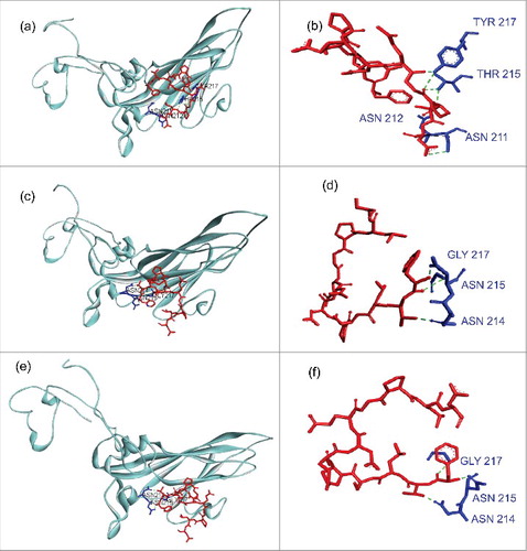 Figure 9. Modeling of interaction between CAR and Coxsackievirus B VP1 north canyon rim. (a-b) Interaction between CAR and Coxsackievirus B3. VP1 model (PDB:1COV) was used. CAR residues that represent the virus footprint (as described by Organtini et al., 2014) have been modeled using CAR D1 domain (PDB:1F5W) as template and are shown in red. VP1 north canyon rim residues are shown in blue. Only Hydrogen bonds that link CAR to a VP1 amino-acid involved in CAR recognition (Organtini et al., 2014) are displayed. Bounds were observed with ASN 211, ASN 212, THR 215 and TYR 217. (c-d) Interaction between CAR and Coxsackievirus B4 E2. The CVB4 E2 strain used in our laboratory (stock virus) was sequenced on a Ion PGM™ deep sequencing platform, and mutations with a prevalence higher that 20% were introduced in the CVB4 E2 published full genome sequence (AF311939.1). The VP1 model was built using PDB:1COV as template. Bounds were observed with 3 VP1 amino-acids (ASN 214, ASN 215, GLY 217) including 2 residues observed in CVB3 model (ASN 214, ASN 215 that correspond to ASN 211 and ASN 212 in CVB3 reading frame). (e-f) Interaction between CAR and Coxsackievirus B4 derived from persistent infection in Panc-1 cells (PIDV). PIDV sequence was determined as described above. The VP1 model was built using PDB:1COV as template. Bounds were observed with the same residues (ASN 214, ASN 215, GLY 217) as compared with the initial stock virus. Nucleotides sequences were translated in proteins using BlastX (NCBI). Models were created using Swiss model (https://swissmodel.expasy.org/). Docking data were obtained from Zdock server (zdock.umassmed.edu/) and interactions investigated using Biova/Discovery Studio 2016 software (Accelry Inc.). Conventional hydrogen bounds are shown in green dotted and carbon hydrogen bound in black dotted.