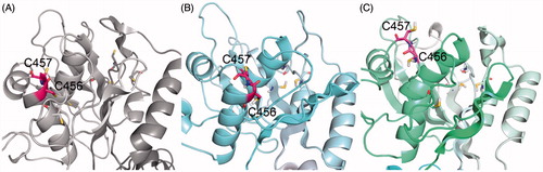 Figure 5. The positions of C456 and C457 (highlighted in pink) in the N-domain, the starting crystal structure (A) and two final frames of MD simulation – sim_WT1 (B) and sim_WT2 (C).