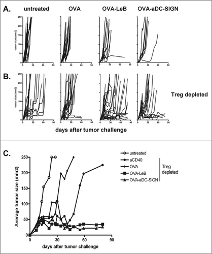 Figure 3. DC-SIGN-targeted vaccination combined with Treg depletion is a superior novel tumor therapy. (A) WT and hSIGN mice or B, DEREG and hSIGNxDEREG mice were challenged s.c. with B16-OVA tumor cells. Mice were vaccinated s.c. on days 3, 10 and 17 with either OVA-LeB, OVA-aDC-SIGN or native OVA mixed with anti-CD40. Control mice received PBS or anti-CD40. B, Mice were depleted of Tregs by DT injection on days 7 and 8 after tumor inoculation. (A–B) Individual tumor growth; (C) Mean tumor size in mice that survived long-term compared to that in untreated mice. (P < 0.05, OVA-LeB vs. untreated and OVA; OVA-aDC-SIGN vs. untreated; P < 0.01 OVA-aDC-SIGN vs. OVA). Data represent cumulative results from three independent experiments with 16-21 mice/group.