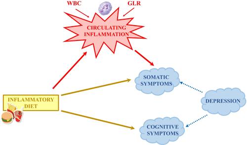 Figure 2 Hypothetical relationship between dietary inflammation and depression. In this study we report a significant association of inflammatory diet with two factors tagging somatic and cognitive symptoms of depression, in addition to a total symptom score (PHQ9-6).Citation24,Citation26 Circulating inflammation – in particular white blood cell count (WBC) and granulocyte-to-lymphocyte ratio (GLR) - explained part of the associations with total and somatic depressive symptoms, but not with cognitive symptoms.