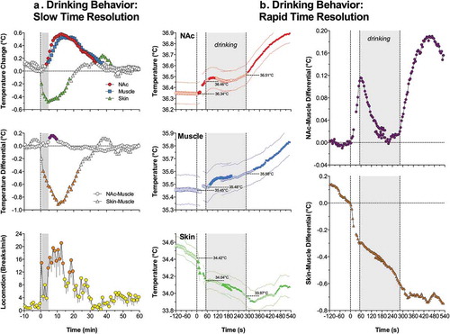 Figure 10. Slow (A) and rapid (B) temperature changes in the brain (NAc), temporal muscle, and skin during drinking of Coke solution. First vertical line in each graph shows the moment of presentation of glucose-containing cup, gray area shows the duration of drinking. Data analyzed with slow (1-min) time resolution shows mean changes in temperature and locomotion from the moment of cup presentation. Data analyzed with high temporal resolution (10-s) show changes with respect to three critical events (cup presentation, start of drinking, and end of drinking). Filled symbols show values significantly different from either baseline (A) or each individual event of drinking behavior. Original data were reported in [Citation113] and replotted for this article.