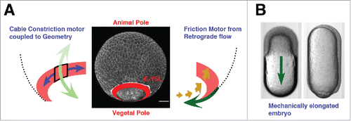 Figure 6. The flow-friction model. (A) Schematic representation of the theoretical model. The EVL and the actomyosin ring were modeled as 2 thin compressible viscous fluids mechanically connected generating internal active tension. The circumferential tension at the contractile E-YSL (left) will move the ring to the nearest pole, while actomyosin retrograde cortical flows coupled to friction against the underlying substrate (right) will generate a pulling force in the EVL directed to V. (B) Bright field images of an embryo inside a cylindrical agarose tube at 30% epiboly (top) and at closure (bottom). A green arrow indicates epiboly progression. Adapted from.Citation4 Both, the flow-friction and the differential tension models are fully compatible with epiboly in elongated embryos.