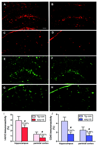 Figure 6. 4Aβ1-15 epitope vaccine reduces microglial activation. (A, B, E and F) The hippocampus. (C, D, G and H) The parietal cortex. (left) PBS-immunized APP/PS1 mice. (right) 4Aβ1-15-immunized APP/PS1 mice. Image analysis of cortex areas from vaccinated or control mice were performed after staining with anti-I-A/I-E antibody (red) or anti-CD45 antibody (green). Vaccination with the epitope vaccine decreased microglial activation in hippocampal brain regions of immune mice compared with that in control mice. Representative pictures of brain sections stained with each antibody showing a decreased immunoreactivity also in the cortical region in mice immunized with the epitope vaccine compared with control animals. (I and J) The quantitative image analyses indicated that vaccinated mice had a lesser degree of microglia activation compared with the control group (n = 9, #p < 0.01). (Scale bar: 200 μm.)