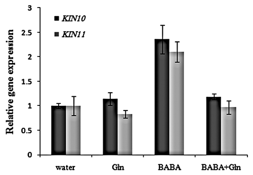 Figure 1 L-Glutamine inhibits BABA-induced expression of KIN10 and KIN11. Quantitative real-time-PCR analysis of KIN10 and KIN11 on 2-week-old Arabidopsis leaves. RNA samples were collected 24 hours after treatment with either 200 µM BABA, 10 mM L-Glutamine (Gln) or both chemicals. Expression levels of BABA-treated Arabidopsis were compared to water-treated controls (defined value of 1). EF-1-ALPHA was used as an internal standard control. Error bars are SD (n = 3 technical replicates). Experiments were repeated three times with similar results.