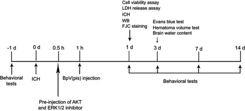 Figure 1 The experiment protocol. At 24 hours before ICH, behavioral tests were carried out. At 0.5 hour after ICH, AKT, or ERK1/2 inhibitors were applied, 30 minutes before bpV(pis) treatment. On day 1, cell viability assay, LDH release assay, and other experiments were performed. On day 3, brain edema, hematoma volume, and blood–brain-barrier were examined. The behavioral tests were taken at 1 day before and days 1, 3, 7, and 14 after ICH.