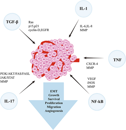 Figure 1 Inflammation-related mediators involved in promoting tumor progression.