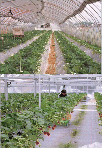 FIGURE 4 Examples of strawberry production systems in Japan. (A) Forcing annual hill production system in a typical walk-in tunnel (width 5.4 m, height 2.1 m, Miki, Kagawa on March 2000), and (B) soil-less, peat-bag culture system on bench-top, shown here inside a greenhouse with ‘Nyoho’ strawberry at the NOZOMI Farm in Okayama prefecture (photograph taken January 2006) (color figure available online).