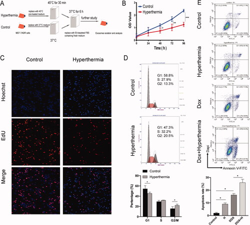 Figure 1. Effect of hyperthermia on the proliferation of MCF-7/ADR breast cancer cells. (A) The protocol of hyperthermia treatment. (B) Cell proliferation after hyperthermia treatment via CCK8 assay. (C) Cell proliferation after hyperthermia treatment via Edu assay. (D) Cell cycle of MCF-7/ADR cell treated with hyperthermia by flow cytometry. (E) Cell apoptosis of MCF-7/ADR cell treated with hyperthermia. Error bars represent the mean ± SD of at least three independent experiments, *p < 0.05, **p < 0.01, ***p < 0.001.