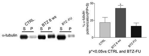 Figure 6. In vivo tubulin polymerization in sciatic nerve after chronic BTZ treatment. The immunoblotting analysis performed on sciatic nerve showed a significant increase of polymerized tubulin after 8 wk of BTZ treatment compared with the controls and the follow-up rats (*P < 0.05 vs. CTRL and BTZ-FU) (P, polymerized tubulin fraction; S, soluble free tubulin fraction). Representative blots are shown on the left. On the right, western blot values of α-tubulin polymerization are expressed as mean ± SEM.