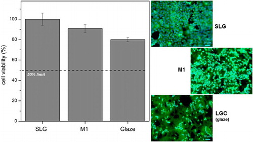 8 Cell viability (in %) referred to commercial SLG (left); fluorescent microscope images of samples from direct cytotoxicity test (right)