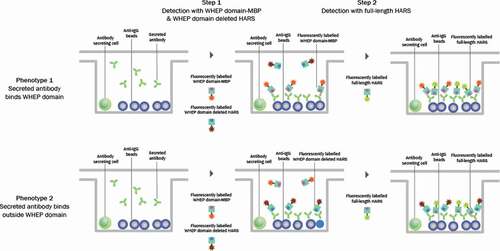 Figure 1. Assay format used for single-cell antibody discovery. A two-step screening assay was performed. In step 1, antibody-secreting cells were co-incubated with protein A beads to capture secreted antibodies and were detected using fluorescently labeled WHEP domain-MBP and WHEP domain-deleted HARS (left). In step 2, fluorescently labeled full-length HARS was added to confirm binding to the full-length protein (right). The two phenotypes observed during screening are depicted in the schematic: specificity to the WHEP domain (top panel, Phenotype 1) and specificity outside the WHEP domain of HARS (bottom panel, Phenotype 2)