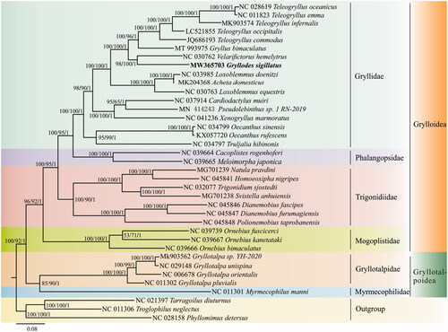 Figure 1. Phylogenetic tree of 37 Ensifera species based on 13 PCGs sequences from mitogenomes and inferred with maximum likelihood (ML), maximum parsimony (MP) and Bayesian inference (BI) methods, respectively. Of them, three mitogenomes NC021397, NC011306 and NC028158 are selected as outgroups. Bootstrap/posterior probability values are displayed on the branches in the order ML/MP/BI, and values less than 50/0.5 are not shown. GenBank accession numbers are listed in front of species name and bold text represents the species in this study.