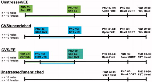 Figure 1. Experimental timeline Experimental manipulations and timeline for the four experimental groups, with males and females run concurrently for a total of eight groups (n = 10/group; CVS: chronic variable stress; CORT: corticosterone; EE: environmental enrichment; FST: forced swim test; PND: postnatal day.