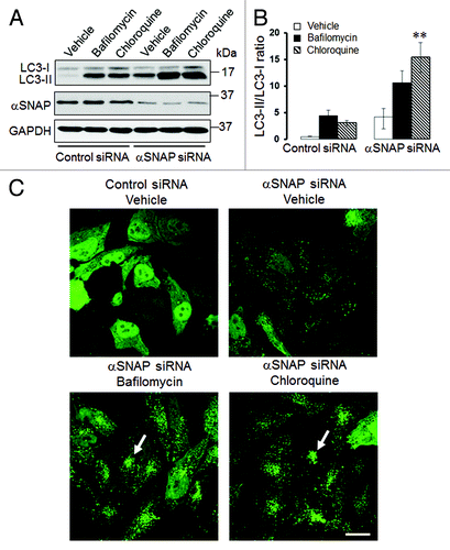 Figure 2. Lysosomal inhibitors exaggerate LC3 conjugation and accumulation of autophagosomes in αSNAP-depleted epithelial cells. SK-CO15 (A and B) or HeLa-GFP-LC3 (C) cells transfected with either control or αSNAP duplex 1 siRNAs were treated for 4 h with either vehicle or lysosomal inhibitors bafilomycin A (0.2 µM) or chloroquine (100 µM). Expression of LC3-II was determined in SK-CO15 cells by immunoblotting, whereas formation of autophagosomes was examined in HeLa-GFP-LC3 cells by fluorescence microscopy. **p < 0.05 compared with the vehicle-treated αSNAP-depleted cells. Scale bar, 20 µm.