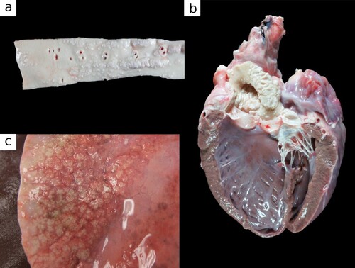 Figure 1. Photographs of tissues from a 13-year-old female Toggenburg goat with soft tissue mineralisation showing a) thoracic aorta with raised, white intimal plaques; b) heart with white mineralised plaques on the aorta, left atrioventricular valves and aortic outflow tract; and c) lung with raised, firm, mineralised nodules.