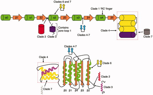 Figure 2. Schematic of the seven clades. The coloring scheme for the core domain is the same as above. Modifications to the core fold by insertions in the clade are graphically noted. Cylindrical-shaped insertions represent α-helices and two-sided arrows connected with a black connector represent β-hairpins. Clade 2 insertions are colored red,clade 3 insertions are colored purple, clades 4–7 insertions are colored blue, clades 6 and 7 specific insertions are colored yellow, and clade 7 specific insertions are colored gray.