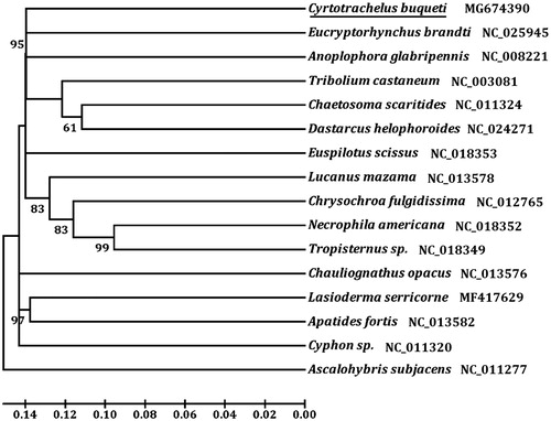 Figure 1. Phylogenetic tree showing the relationship between C. buqueti and 14 other beetles based on neighbour-joining method. Ascalohybris subjacens was used as an outgroup. GeneBank accession numbers of each species were listed in the tree.