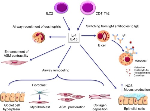 Figure 1 Pleiotropic effects of IL-4 and IL-13 in asthma pathobiology. See text for details.