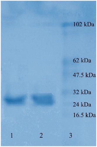 Figure 2. Polyacrylamide gel electrophoresis (PAGE) of the purified CA isozymes. Lane 1: standard proteins (62–16.5 kDa), lane 2: hCA I and lane 3: hCA II.