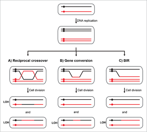 Figure 1. Mechanisms and genetic outcomes of mitotic recombination. Black and red lines indicate 2 homologous chromosomes of a diploid cell and circles indicate centromeres. Upon DNA replication, chromosomes consist of 2 sister chromatids. (A) During a reciprocal crossover event, chromatid arms are exchanged between the homologs after a strand-specific cleavage of a double Holliday junction intermediate. If in the following division, recombinant molecules segregate to different cells, LOH occurs in both daughter cells. (B) A nonreciprocal transfer of genomic sequence between the homologues leads to a gene conversion event and LOH in one of the daughter cells. (C) Break-induced replication leads to a nonreciprocal transfer of genomic sequence extending until the end of a chromosome arm. LOH occurs in one of the 2 daughter cells.