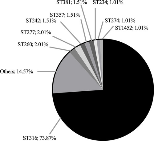 Figure 1 Distribution of sequence types (STs) among P. aeruginosa isolates.