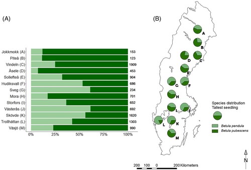 Figure 5. Panel A. The proportion of silver birch (Betula pendula) and downy birch (Betula pubescens) seedlings in stem numbers per region, moving north to south. Total number of birches found in each region is given to the right of each bar. Panel B. The proportion of silver birch (Betula pendula Roth) and downy birch (Betula pubescens Ehrh.) for the tallest seedling on each plot, for each region: A, Jokkmokk; B, Piteå; C, Vindeln; D, Åsele; E, Sollefteå; F, Hudiksvall; G, Sveg; H, Mora; I, Storfors; J, Västerås; K, Skövde; L, Trollhättan; M, Växjö.