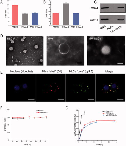 Figure 2. Characterization of the MM-coated biomimetic nanoparticles. (A) The size and (B) zeta potentials of MMs, NLCs and MM-NLCs (n = 3, mean ± SD). (C) Western blot results of CD44 and CD11b in MMs, NLCs and MM-NLCs. (D) TEM images of NLCs, MMs, and MM-NLCs (scale bar = 100 nm). (E) CLSM images of the colocalization of the nucleus (blue), MMs ‘shell’ (green) and NLCs ‘core’ (red) (scale bar = 10 μm). (F) Size stability of NLCs and MM-NLCs in solution with 10% FBS. (G) In vitro CEP release from CEP/NLCs or MM-CEP/NLCs in PBS (pH 7.4) at 37 °C.