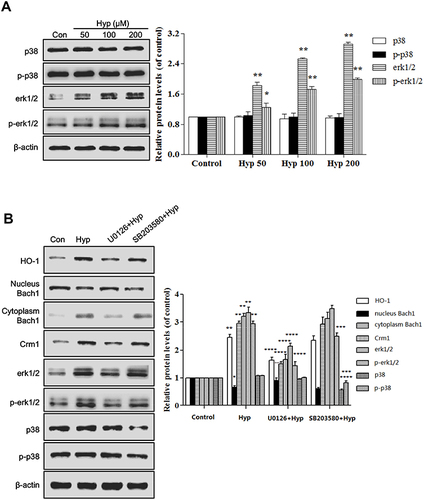 Figure 7 Relative protein levels in L02 cells pretreated with Hyp. (A) The effect of Hyp on the protein expression of p38, p-p38, erk1/2 and p-erk1/2 in L02 cells. (B) The effect of SB203580 or U0126 on Hyp-induced expression of Crm1 and nuclear export of Bach1. *P<0.05, **P<0.01 compared with control cells. ***P<0.05, ****P<0.01 compared with Hyp group cells.