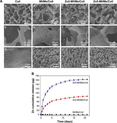 Figure 4 Physical characteristics of the Coll, MHMs/Coll, Zn2-MHMs/Coll, and Zn5-MHMs/Coll scaffolds. (A) SEM micrographs of the Coll (a–c), MHMs/Coll (d–f), Zn2-MHMs/Coll (g–i), and Zn5-MHMs/Coll scaffolds (j–l). (B) Release of Zn ions from the MHMs/Coll, Zn2-MHMs/Coll, and Zn5-MHMs/Coll scaffolds.Abbreviations: MHMs/Coll, mesoporous hydroxyapatite microspheres/collagen scaffold; SEM, scanning electron microscopy.