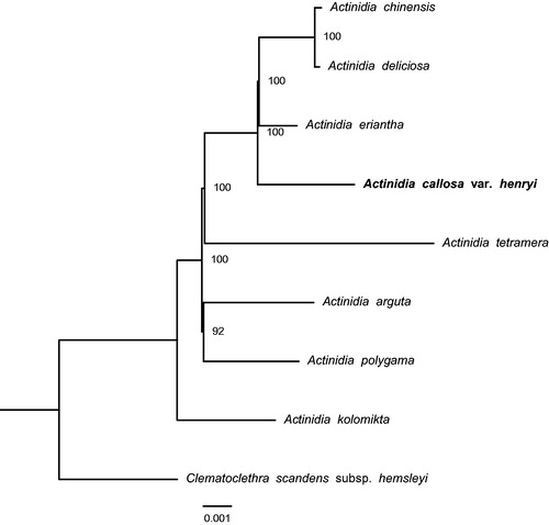 Figure 1. The phylogenetic tree based on the 9 complete chloroplast genome sequences. Accession numbers: Actinidia chinensis (NC026690), A. deliciosa (NC026691), A. eriantha (NC034914), A. tetramera (NC031187), A. arguta (NC034913), A. polygama (NC031186), A. kolomikta (NC034915), Clematoclethra scandens subsp. Hemsleyi (KX345299).