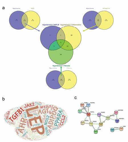 Figure 1. Common genes among Non‐alcoholic fatty liver disease (NAFLD), NAFLD-related phenotypes and hypertension. (a) Venn diagram showing the number of genes that are shared by NAFLD, NAFLD-related phenotypes and hypertension. (b) Word cloud diagram showing the genes in the NAFLD, NAFLD-related phenotypes and hypertension. The size of word depends on term frequency in the four gene list. C. Protein-protein interaction network of intersective genes among NAFLD, NAFLD-related phenotypes and hypertension