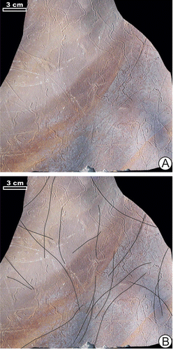 Figure 7. ?Undichna isp., outcrop 8. (A) Plate with ?Undichna isp., and Helminthoidichnites cf. ornatus (upper left detail in Figure 5(G)) and Helminthoidichnites isp, specimen TRGM8/02. (B) The same plate with ?Undichna isp. traced by lines, specimen TRGM8/02.