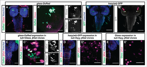 Figure 2. Test for additional regulatory interactions between Glass and Hazy. (A, B) We used Hoechst (blue), which labels cell nuclei, as a counterstain to analyze the expression pattern of the glass-DsRed and hazy(wt)-GFP reporters in the CNS of third instar larvae. The glass-DsRed reporter was expressed the nuclei of some cells in the brain (green, A). A close-up to the right shows that those neurons endogenously expressing Glass (red/magenta) also co-express the reporter (green, A′). These two channels are shown separately to the right in grayscale (A,″ A‴). The hazy(wt)-GFP reporter is exclusively expressed in PRs (green, B). A grayscale image to the right shows GFP labeling the axonal projections of the PRs in the brain (arrows, B′). (C-E) In flip-out experiments we ectopically induced either Glass or Hazy expression in clones labeled with nuclear β-galactosidase (βGal). We stained the CNS of third instar larvae with antibodies against βGal (red/magenta); either DsRed, GFP or Glass (green) and with Hoechst (blue). We found that Glass ectopically induced the expression of the glass-DsRed reporter in the ventral nerve cord (C, C′; channels are also shown separately in grayscale in C,″ C‴). By contrast, Hazy did not ectopically induce the hazy(wt)-GFP reporter (D, D′) nor Glass (E, E′). Scale bars represent 20 μm in A′, C′- E′; and 80 μm in A-E.