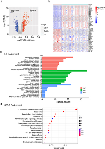Figure 1 Identification of DEGs and functional enrichment analyses. (a) A volcano plot was generated to depict the differentially expressed genes (DEGs; |log2FC|>1, adjusted p-value < 0.05) between healthy donors (n = 11) and COVID-19 patients (n = 34). Up-regulated genes are marked in light red; down-regulated genes are marked in light blue. (b) Heatmap representation of top 25 significant genes, ordered by fold change. Up-regulated genes are shown in red, and down-regulated genes are shown in blue. (c) Bar plot of GO enrichment analysis of DEGs. X-axis represents -log10 adjusted p-value. Y-axis represents different functional groups (also named GO terms) and gene counts. The red bars indicate biological process (BP) terms; the green bars indicate cellular component (CC) terms, and the blue bars indicate molecular function (MF) terms. (d) Bubble plot of KEGG pathway analysis of DEGs. The color and size of the dots represent the range of the adjusted p-value and the number of genes mapped to the indicated KEGG terms. Gene-Ratio is defined as the ratio of the DEGs number to the total gene number.