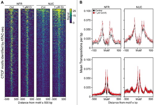 Figure 6. Cr(VI) disrupts normal chromatin accessibility profiles. Bigwig files representing the enrichment of nucleosome free regions (NFR) and nucleosome-traversing (NUC) insertions were generated from bam files using deepTools257. Fragments less than 100 bp were considered as nucleosome free regions (NFR, ∼7-12 M reads) and those greater than 180 bp were considered as nucleosome-traversing (NUC, ∼12-16 M reads), based on previously established cutoffs [Citation37]. Following allocation, signal tracks were normalized to 1X sequencing depth. (A) The signal surrounding 1,524 differentially accessible CTCF motifs in the 1 µM Cr(VI) treatment compared to control was calculated using a bin size of 10 bp for the motif ± 500 bp, then plotted as a heatmap to examine trends. (B) Atactk [Citation60] was used to calculate the mean transpositions per bp surrounding CTCF motifs identified in the 1 µM Cr(VI) treatment. Control and treated bam files were queried using CTCF motifs allocated based on their orientation and subsequently corrected to provide a single, forward-facing orientation. Each bam file was tested using two separate bin criteria at single base-pair resolution (run simultaneously), noted as NFR (1-100 bp) and NUC (180-1,000 bp). Positive and negative strand cut-point values were summed and subsequently used to calculate a mean cut point value based on their initial means.