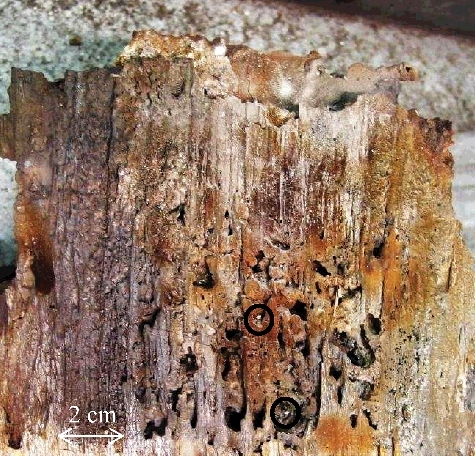 Figure 1. Laser-cut of an in-vessel simulant fuel debris [Citation9] showing heterogeneities such as porosities and metallic balls (e.g. indicated by circles).