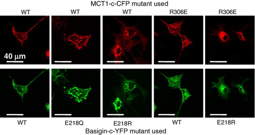 Figure 3.  The E218Q mutant of basigin, but not the E218R mutant, is correctly targeted to the plasma membrane of COS cells. COS cells were co-transfected with MCT1-c-CFP and basigin-c-YFP constructs containing the mutations indicated and live cell imaging performed as described under ‘Methods’. This Figure is reproduced in colour in Molecular Membrane Biology online.