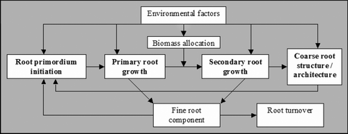 Figure 6. The link between coarse and fine root development. Modified from a conceptual model proposed by Coutts et al. (Citation1999).