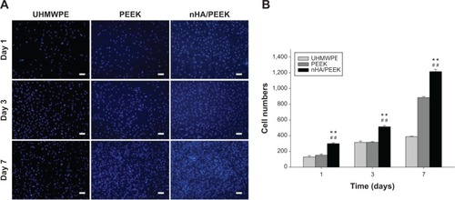 Figure 7 Cell proliferation in the samples assessed by 4,6-diamidino-2-phenylindole (DAPI) staining.Notes: (A) MC3T3-E1 cells stained with DAPI after 1, 3, and 7 days; (B) quantitative analysis of DAPI staining. **Significant difference compared with PEEK (P<0.01); ##significant difference compared with UHMWPE (P<0.01); scale bar =50 μm.Abbreviations: nHA/PEEK, nano-hydroxyapatite/polyetheretherketone; PEEK, polyetheretherketone; UHMWPE, ultra-high-molecular-weight polyethylene.