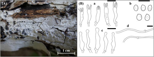 Figure 10. Morphological features of Lyomyces orientalis KUC20190620-29. (A) Basidiome; (B) Microscopic features, a. basidia; b. basidiospores; c. cystidia; d. hyphae (Scale bars: A = 1 cm, B = 10 μm).