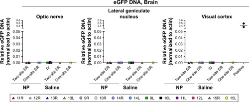 Figure 7 No RK-GFP DNA is detected in the brain.Notes: The optic nerve, lateral geniculate nucleus, and visual cortex were harvested from animals subretinally (two-site or one-site) or intravitreally injected with NP RK-GFP or saline at PI-45 days. Relative levels of GFP DNA were assessed by qPCR. Colors correspond to individual eyes; legend lists animal #/eye. The positive control is optic nerve DNA spiked with naked RK-GFP (black diamond).Abbreviations: IV, intravitreal injection; NP, nanoparticle; PI, postinjection; qPCR, quantitative polymerase chain reaction; RPE, retinal pigment epithelium; SR, subretinal injection.