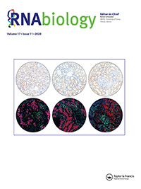 Cover image for RNA Biology, Volume 17, Issue 11, 2020