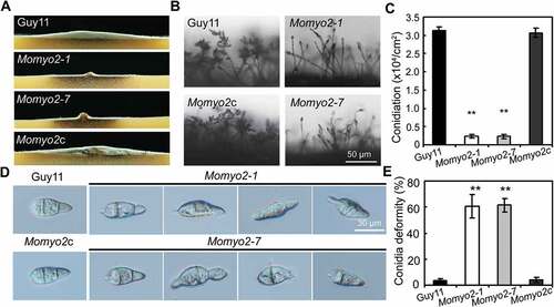 Fig. 3 Effects of Momyo2 on conidiation and conidial morphology of M. oryzae.