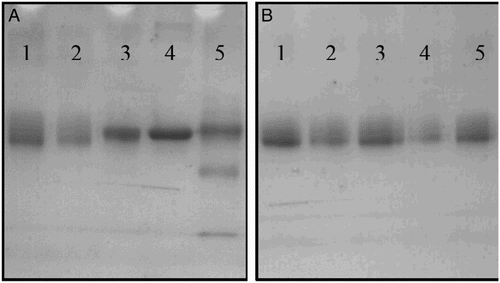 Figure 3. The SDS-PAGE analysis of different antigens. (A) Antigens with BSA as carrier protein: 1. BSA, 2. BSA-ACA, 3. FA-BSA-1, 4. FA-ACA-BSA-2, 5. FA-BSA-3; and (B) antigens with OVA as carrier protein: 1. OVA, 2. OVA-ACA, 3. FA-OVA-1, 4. FA-ACA-OVA-2, 5. FA-OVA-3.