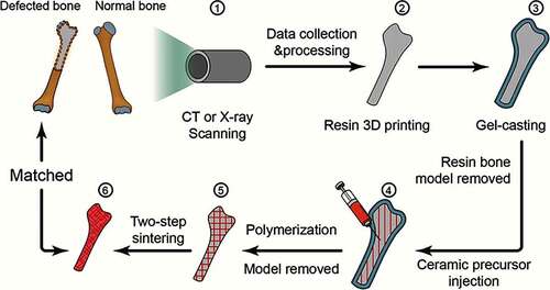 Figure 5. The process of 3D printing technology combined with the gel casting method to manufacture ceramic hip prosthesis [Citation58]