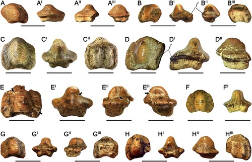 FIGURE 4. Teeth of Ptychodus anonymus Williston, Citation1900a, from the Upper Cretaceous of Ryazan Oblast (western Russia) in occlusal (A, B, C, D, E, F, G, H), anterior (AI, BI, CI, DI, EI, FI), posterior (AII, GI, HI), lateral (AIII, BII, DII, EII, EIII, GII, HII), and inferior (BIII, CII, GIII, HIII) views. A–AIII, RSU DGE 2018 RO MP-42; B–BIII, RSU DGE 2020 RO MP-20; C–CII, RSU DGE 2020 RO MP-3; D–DII, RSU DGE 2021 RO MP-21; E–EIII, RSU DGE 2020 RO MP-14; F, FI, RSU DGE 2021 RO MP-25; G–GIII, RSU DGE 2021 RO MP-8; H–HIII, RSU DGE 2021 RO MP-9. Scale bars equal 10 mm.