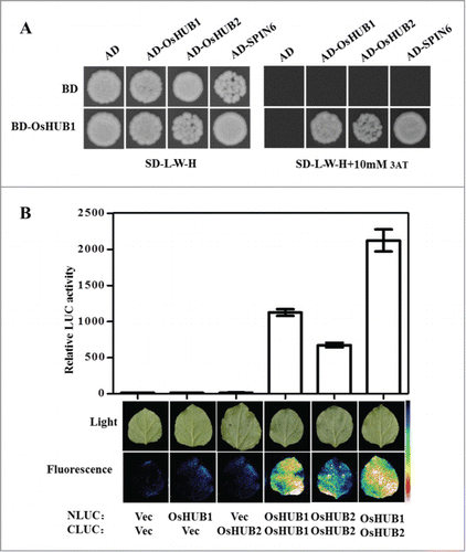 Figure 3. OsHUB1 and OsHUB2 form homo- and hetero-dimers in vitro and in vivo. (A) The interaction between OsHUB1 and OsHUB2 in yeast. The full-length CDS of OsHub1 and OsHub2 were cloned into pDBleu and pPC86, respectively. The derived constructs were transformed into yeast strain MaV203. The transformed yeast cells were plated on SD-L-W-H medium with or without 3AT. (B) The interaction between OsHUB1 and OsHUB2 in N. benthamiana leaves. The leaves of N. benthamiana were infiltrated with Agrobacterium strains containing the indicated plasmid pairs. The top panels show quantification of LUC activity and the bottom panels show the fluorescence in infiltrated leaves as detected by low-light, cooled, CCD imaging apparatus.