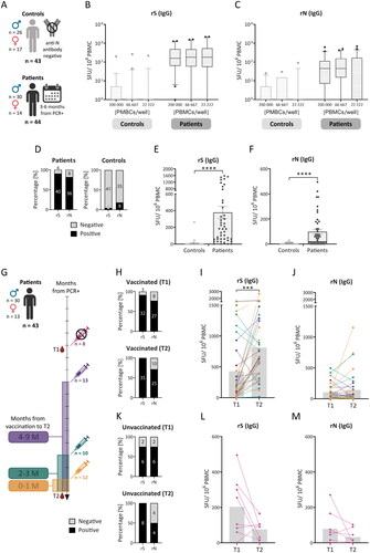 Figure 2. Response of IgG+ memory antibody-secreting cells (ASCs) after SARS-CoV-2 infection and vaccination. Peripheral blood mononuclear cells (PBMCs) from previously infected individuals (patients), isolated 3 to 6 months after a positive PCR test (T1) and one year apart (T2), and 43 controls (A) were analysed for IgG+ or IgA+ memory ASCs using the double-colour ELISpot assay (see Supplementary Figure S2 for IgA). Recombinant SARS-CoV-2 S (rS) and N (rN) proteins were used for antibody detection. The results are expressed as the number of spot-forming units (SFUs) per 1 × 106 PBMCs and are shown as medians (lines in the boxes), 25-75% percentiles (dotted boxes), 5-95% percentiles (whiskers), and outliers for all cell dilutions (B, C). Differences between dilutions were analysed by one-way ANOVA, and the results were not statistically significant. Samples were considered positive if there were two or more positive wells with cell dilutions (according to the used algorithm; D). For further comparison, only the data from wells containing 66,667 PBMCs were used to express single values and means with SEM (E, F). These data were analysed by an unpaired t test. Sample positivity and response level to the rS and rN antigens were analysed between T1 and T2 (G) in vaccinated (H-J) and unvaccinated people (K-M). The gray bars represent median values (I, J, L, M). These data were statistically analysed using paired t tests. SEM – standard error of the mean; *p < 0.05, **p < 0.01, ***p < 0.001, ****p < 0.0001.